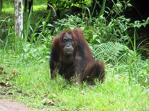Bongo, the Orangutan who hangs out around the station (photo: Lan Qie, Sabah, 2013-14)